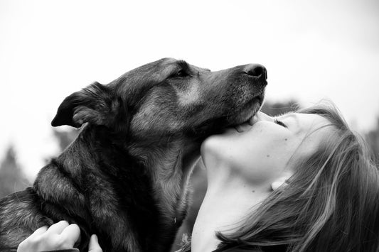 The Benefits of Adopting a Senior Pet: Why Older Pets Make Great Companions