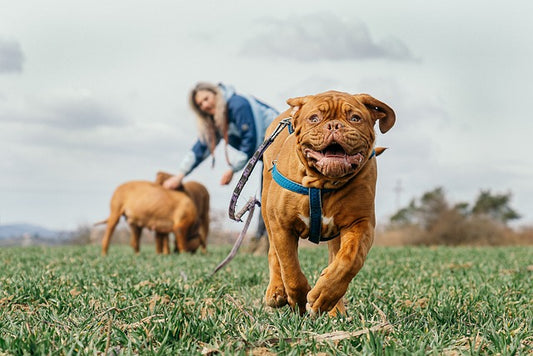 Seasonal Care for Your Pets: Tips for Each Time of Year