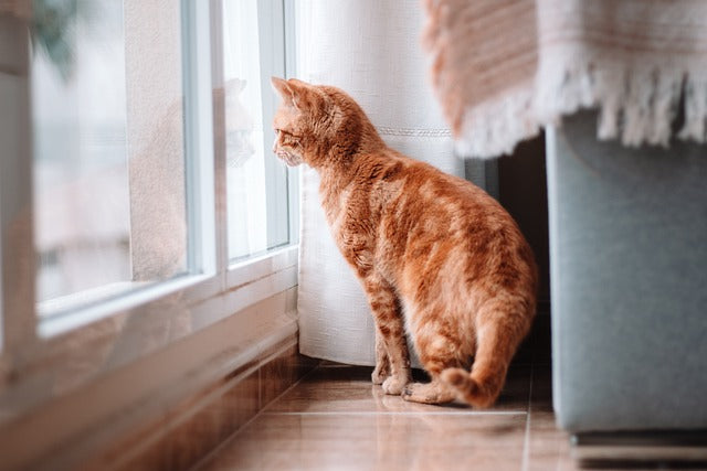 Creating a Pet-Friendly Home: Tips for a Safe and Happy Environment