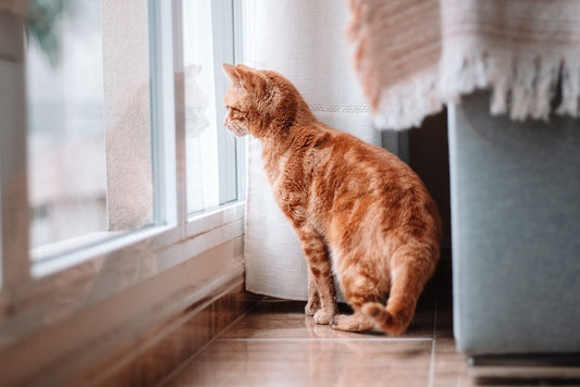 Creating a Pet-Friendly Home: Tips for a Safe and Happy Environment